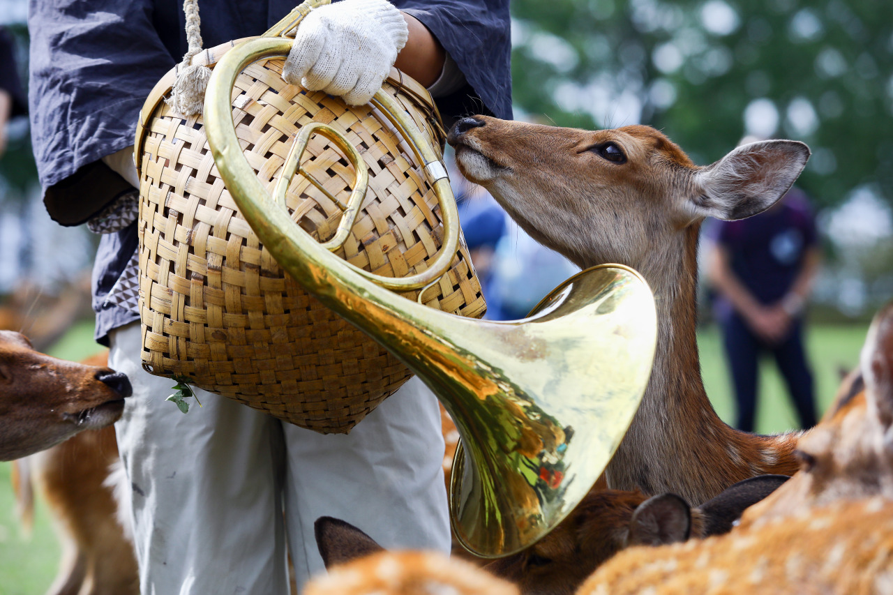 奈良 春日大社
神鹿号角·专属神域臻享体验