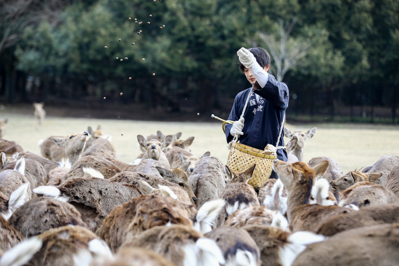奈良 春日大社
神鹿号角·专属神域臻享体验-thumb-2