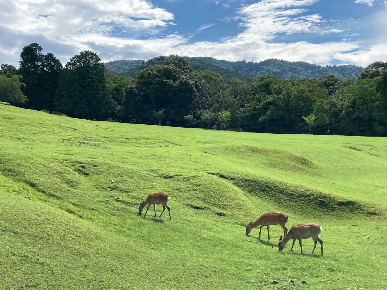 奈良 春日大社
神鹿号角·专属神域臻享体验-thumb-4